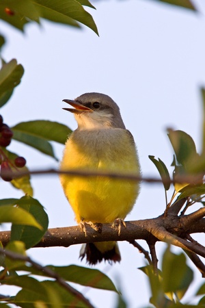 Western Kingbird perched in treeの写真素材