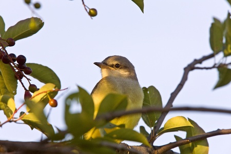 Western Kingbird perched in treeの写真素材