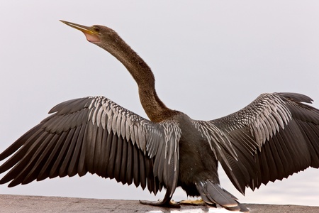 Anhinga Drying it's wings Sarasota Floridaの写真素材