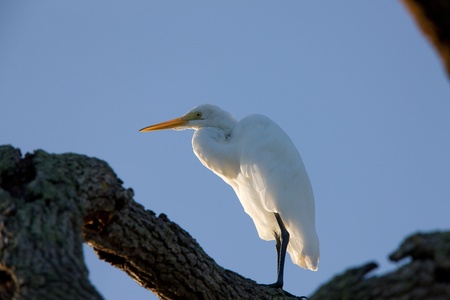 Great White Egret perched in Florida treeの写真素材