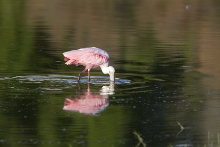 Rosette Spoonbill and its reflection in Florida watersの写真素材