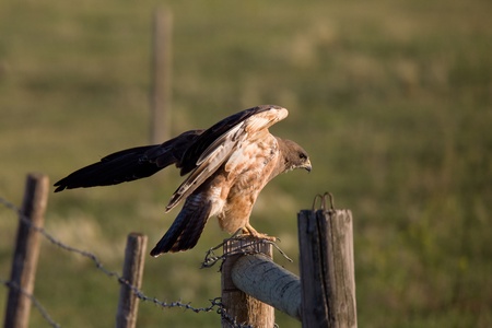 Hawk landing on fence postの写真素材