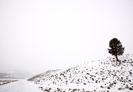 Yellowstone Park Wyoming Winter Snowの写真素材