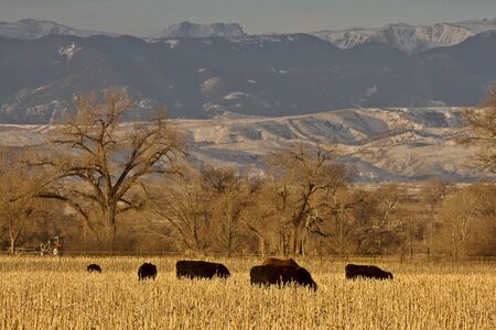 Cattle Grazing at Sunset Wyomingの写真素材