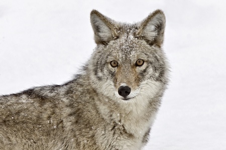 Yellowstone Park Wyoming Winter Snow coyote