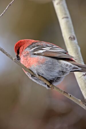 Pine Grosbeak in Winterの写真素材