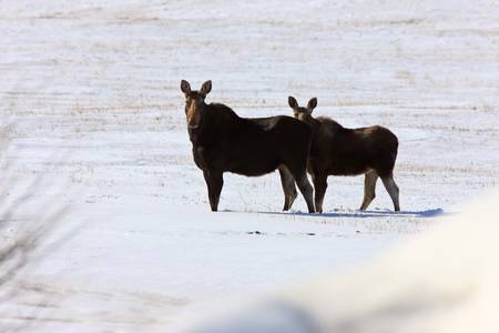 Moose in WInter Saskatchewanの写真素材