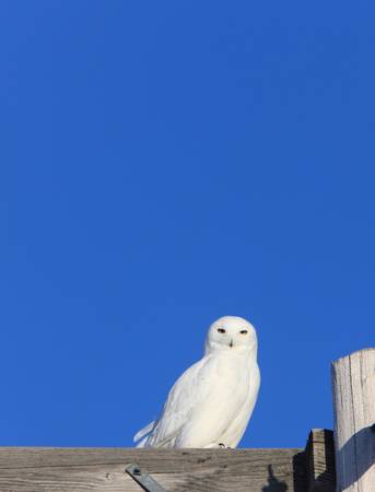 Snowy Owl Male on Pole Winter Canadaの写真素材