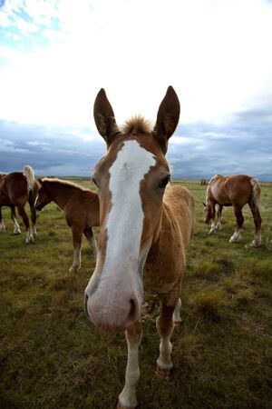 Dray horses in a Saskatchewan pastureの写真素材