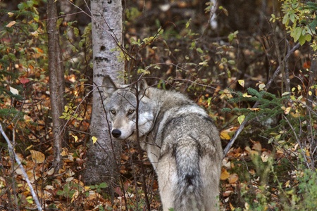 Gray Wolf along forest edge in British Columbia
