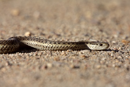 Gopher Snake crossing Alberta roadの写真素材