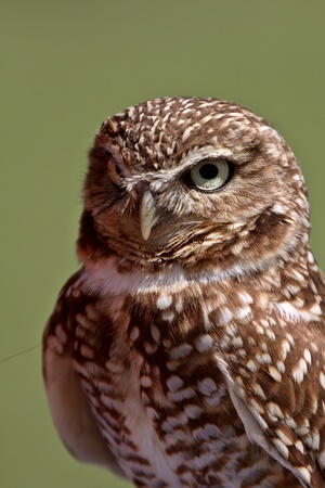 Burrowing Owl looking at youの写真素材