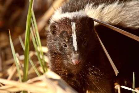 Striped Skunk in marshの写真素材