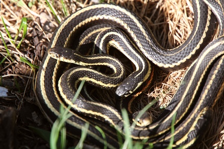 Garter Snakes matingの写真素材