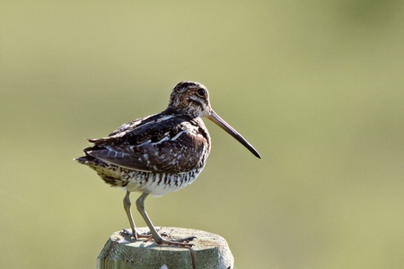 Common Snipe on fence postの写真素材
