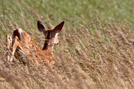 White tailed Deer fawn leaping through tall grassの写真素材