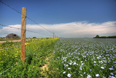 flax fields in Saskatchewanの写真素材