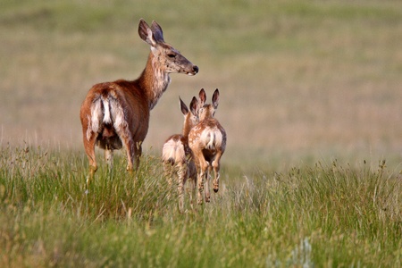 Mule Deer doe with fawns in Saskatchewanの写真素材