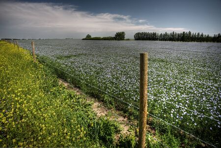 flax fields in Saskatchewan