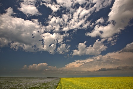 Canola and flax fields in Saskatchewanの写真素材