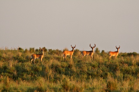 White tailed Deer bucks standing on slopeの写真素材