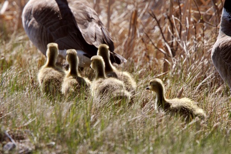Goslings following Canada Goose parents