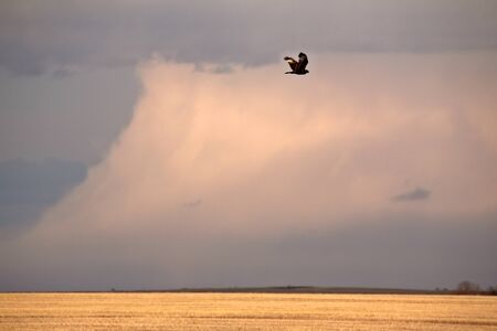 Rough legged Hawk in flightの写真素材