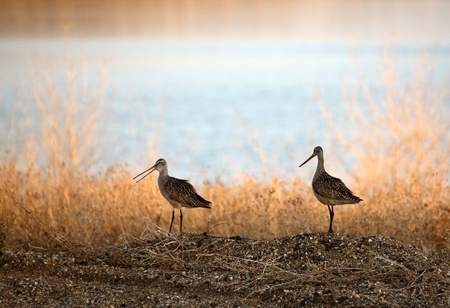 Two Marbled Godwin near waterの写真素材