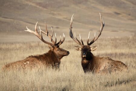 Bull elks with large antlers in scenic Saskatchewanの写真素材