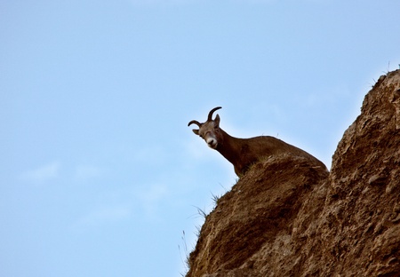 Bighorn Sheep in the Rockies of Albertaの写真素材