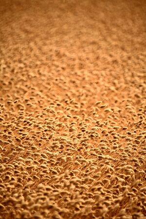 grain crop ripening in Saskatchewanの写真素材