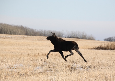 Young bull moose running across stubble fieldの写真素材