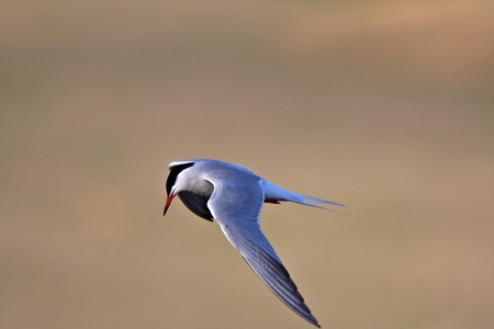 Forster's Tern in flight