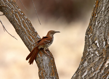 Brown Thrasher on tree trunkの写真素材