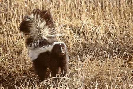 Striped Skunk in stubble fieldの写真素材