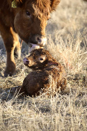 New born calf being cleaned by motherの写真素材