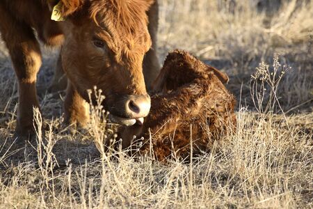 New born calf being cleaned by motherの写真素材
