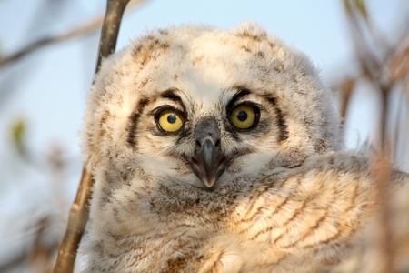 Owlet in nest in Saskatchewanの写真素材