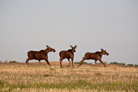 Female moose with male calves in Saskatchewan fieldの写真素材