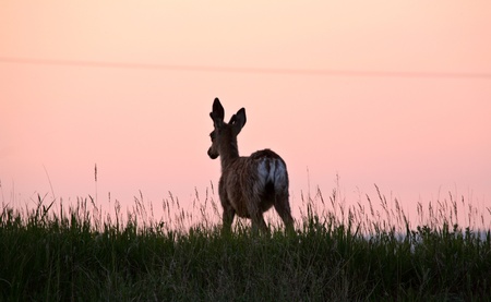 Male Mule Deer yearling in a Saskatchewan fieldの写真素材