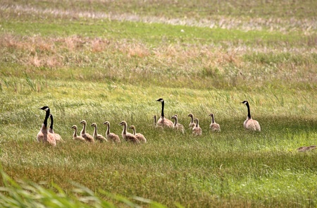 Two families of Canada Geese in a Saskatchewan fieldの写真素材