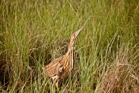 American Bittern attempting to hide in scenic Saskatchewanの写真素材