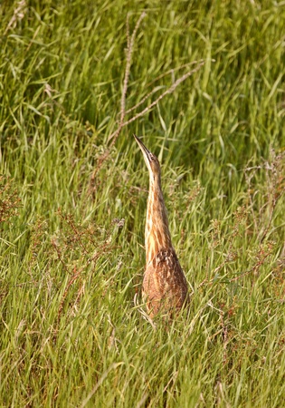 American Bittern attempting to hide in scenic Saskatchewanの写真素材