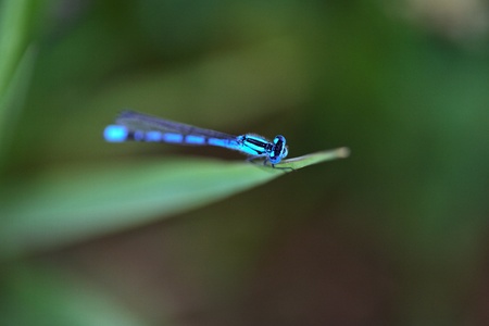Blue dragonfly on leaf in scenic Saskatchewanの写真素材