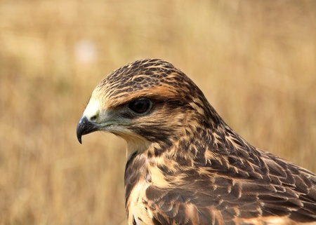 Fledgling hawk on ground in scenic Saskatchewanの写真素材