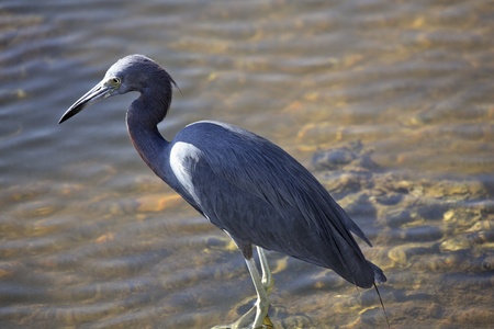 Little Blue Heron in pondの写真素材