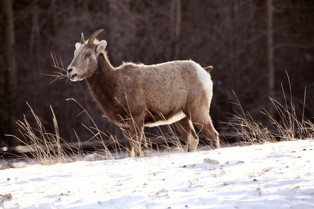 Bighorn Sheep (Ovis canadensis) is a species of sheep in North America. Bighorn Sheep are named for the large, curved horns borne by the males or rams. Females or ewes also have horns, but they are short with only a slight curvature. They range in color fの写真素材
