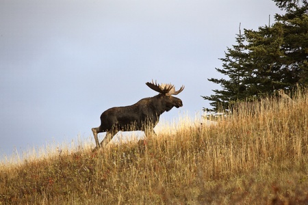 Bull moose in the Cypress Hills Parkの写真素材