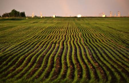 Neat rows of new growing grain cropの写真素材