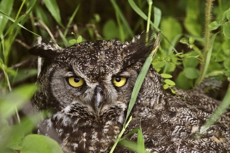 Great Horned Owl fledling hiding in tall grassの写真素材